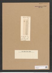 Surirella longa Schum. (de-Toni-Nr.: Genus 53, Species 2318) Zeichnungen Sammlung Grunow Nr. 4765 (NHMW-BOT-W0372886)